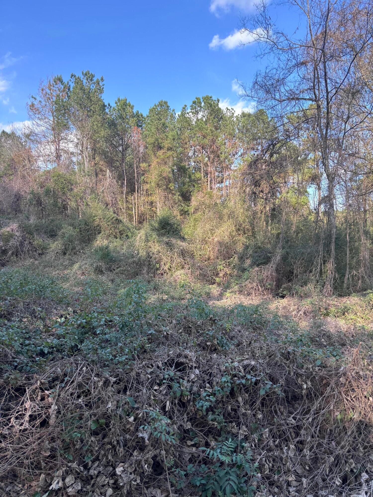 0 Jones Road Foxworth, MS 39483 - Photo 7 of 10 Photo Dec 10 2025, 2 40 12 PM