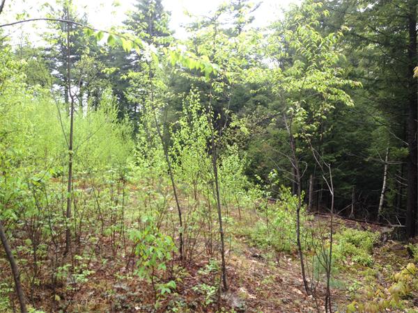 67-lot L) Rindge State Road Ashburnham, MA 01430 - Photo 4 of 5 Gallery Image 4