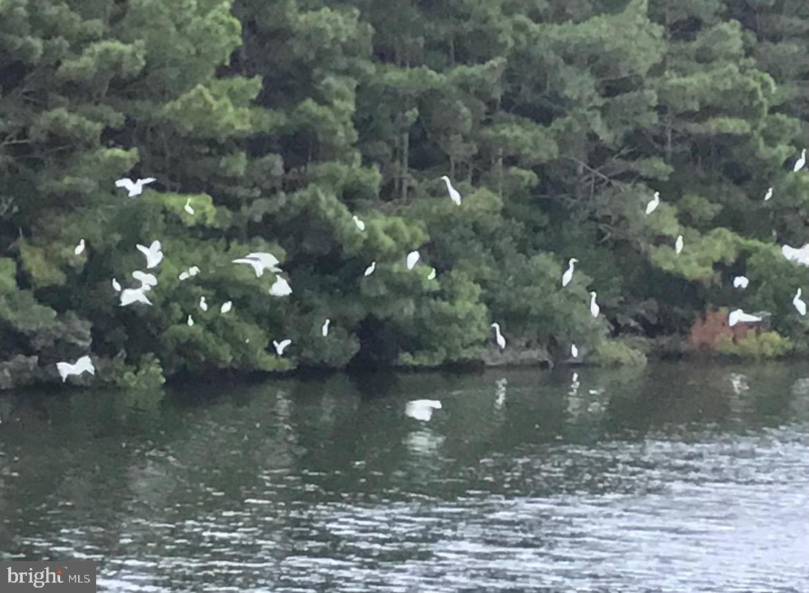 12412 Windlass Way Berlin, MD 21811 - Photo 94 of 105 a view of a lake from a yard