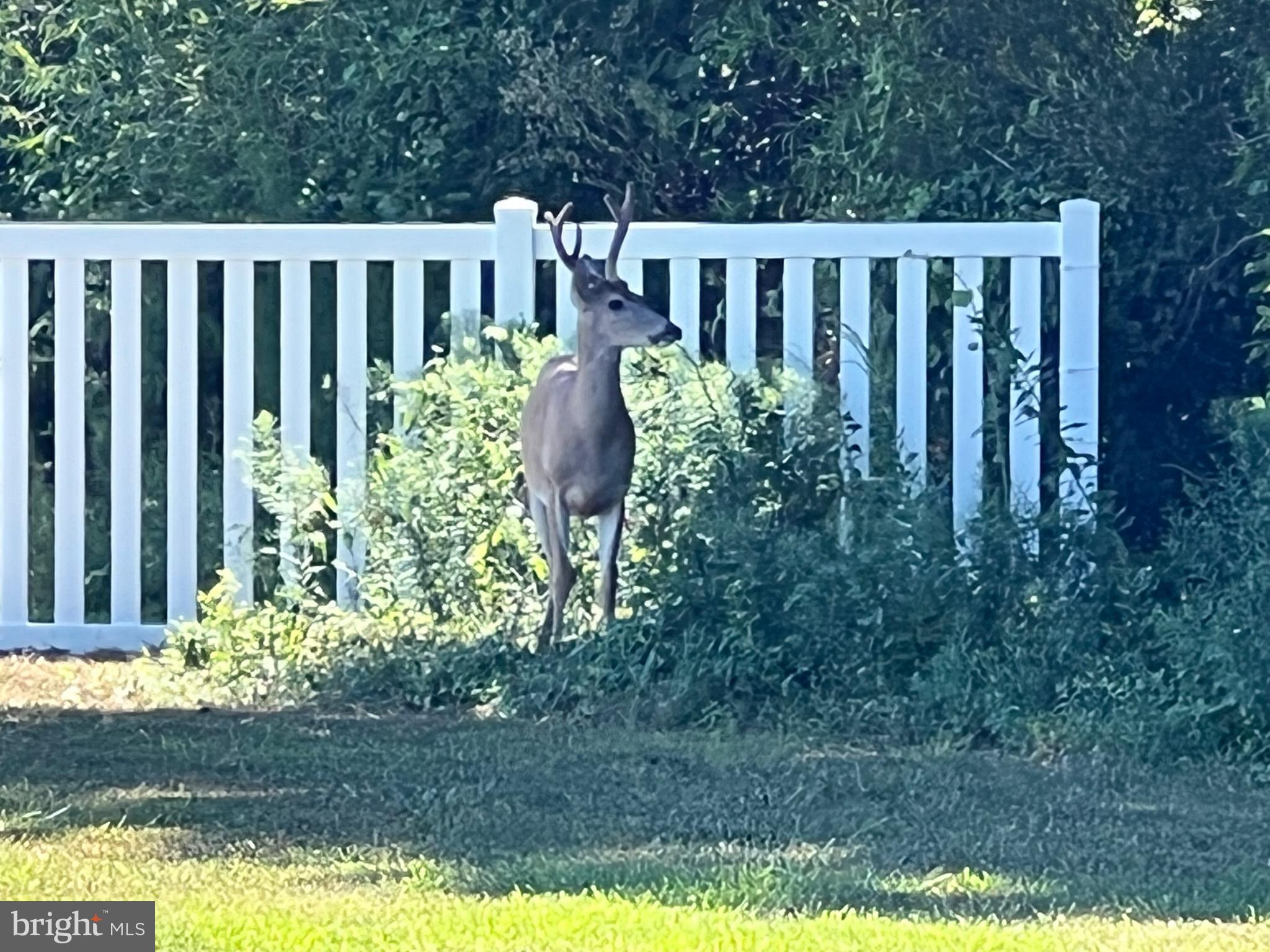 12412 Windlass Way Berlin, MD 21811 - Photo 95 of 105 Wildlife