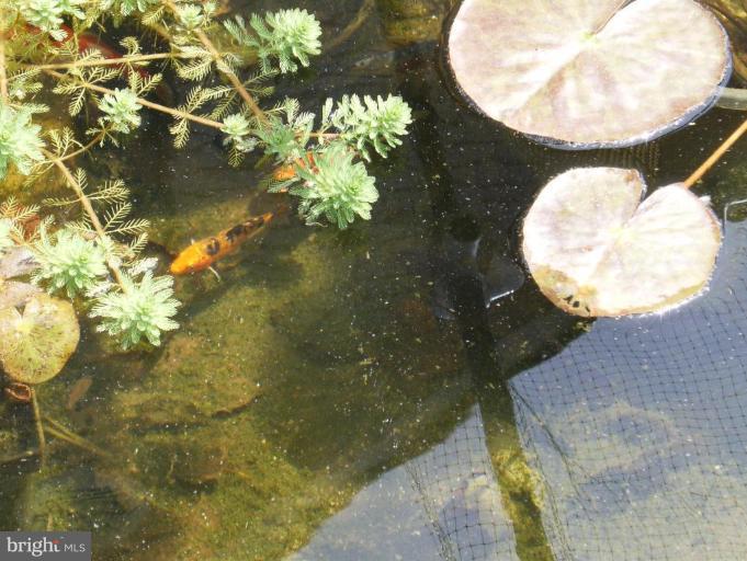 61 Hitching Post Drive Rising Sun, MD 21911 - Photo 22 of 25 Water Garden 1