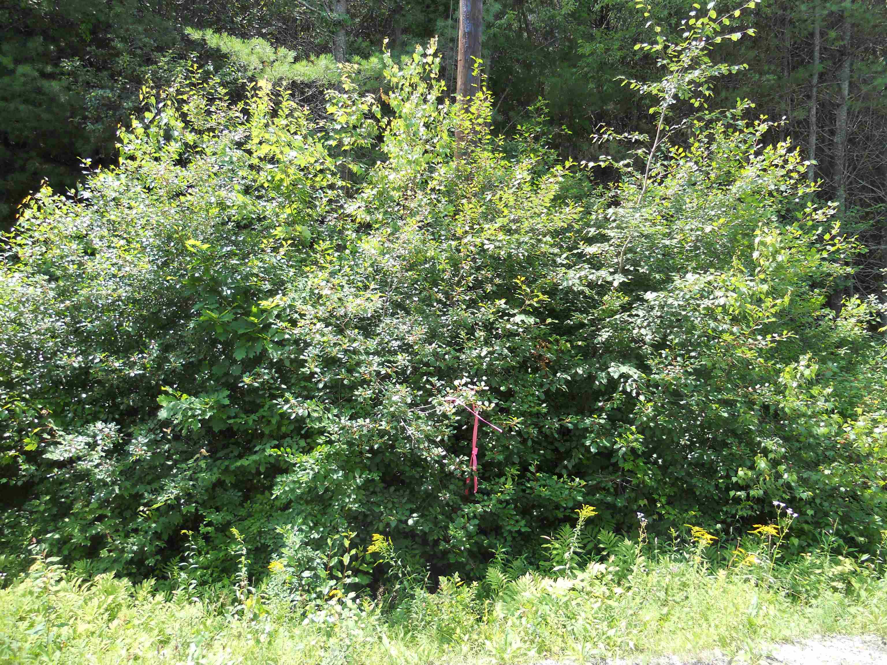 45 Huntoon Brick Farm Road Newport, NH 03773 - Photo 6 of 10 Gallery Image 6