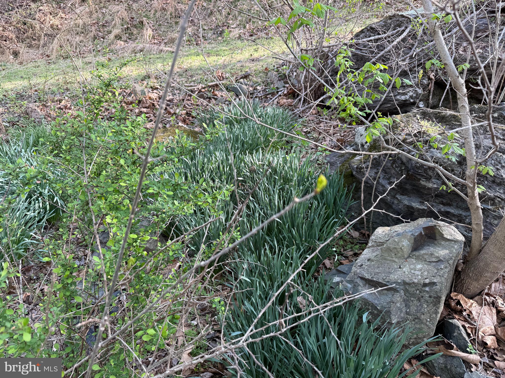 Lot 1-9 Dragons Road Linden, VA 22642 - Photo 5 of 10 a backyard of a house with lots of green space