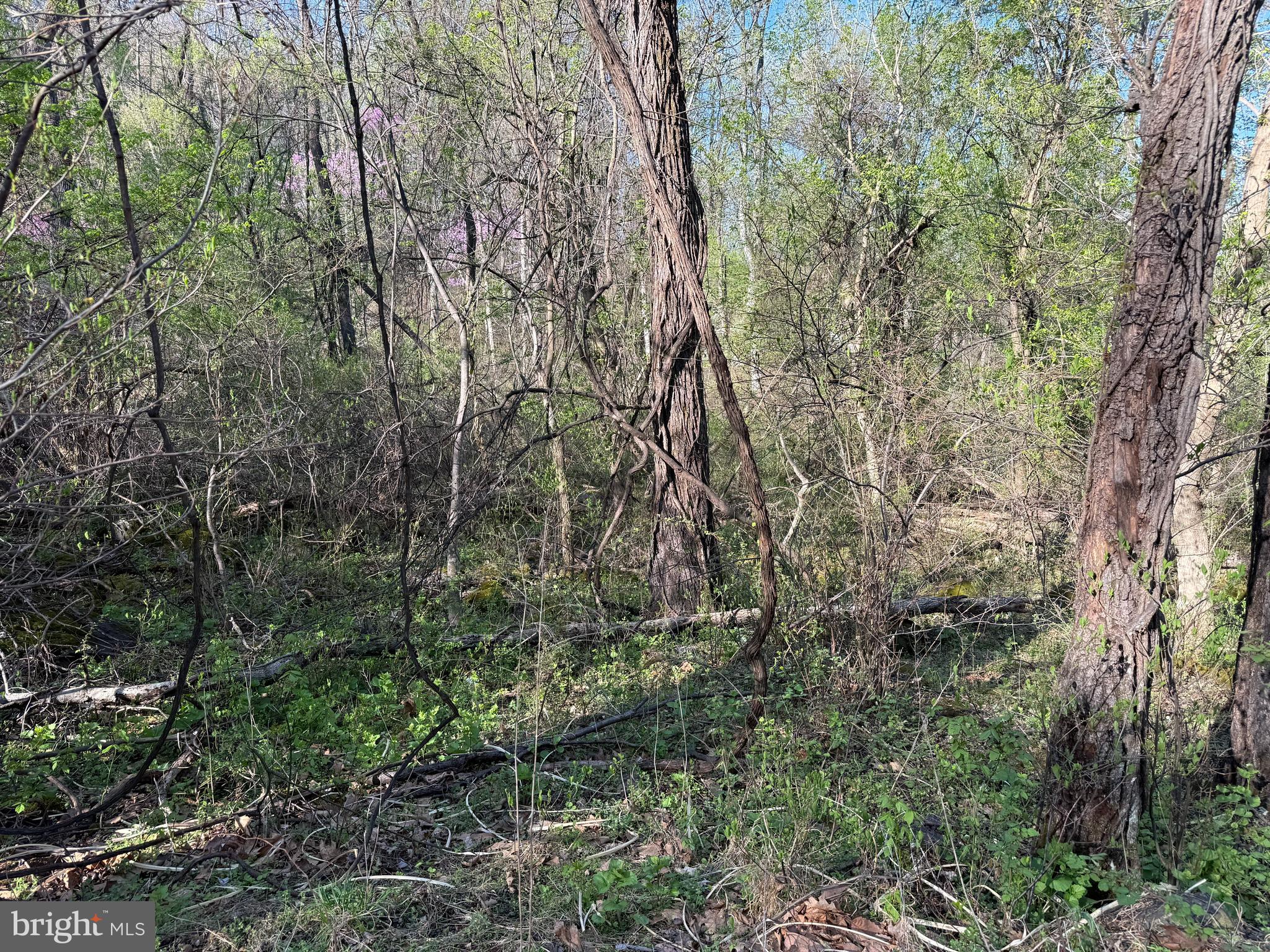 Lot 1-9 Dragons Road Linden, VA 22642 - Photo 8 of 10 a view of a yard with a tree