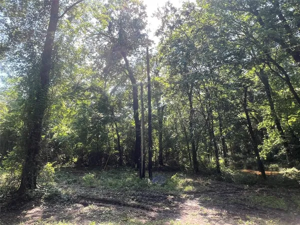 a view of a forest with trees in the background