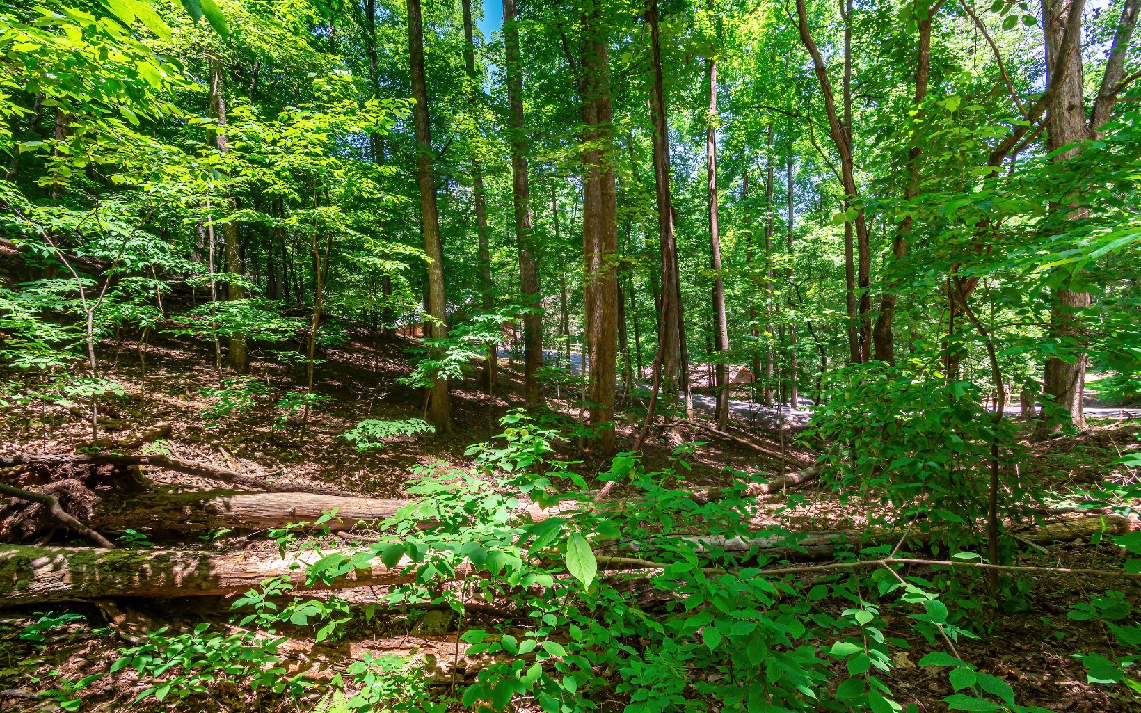 49 Sleepy Hollow Road Ellijay, GA 30536 - Photo 4 of 42 a view of a lush green forest