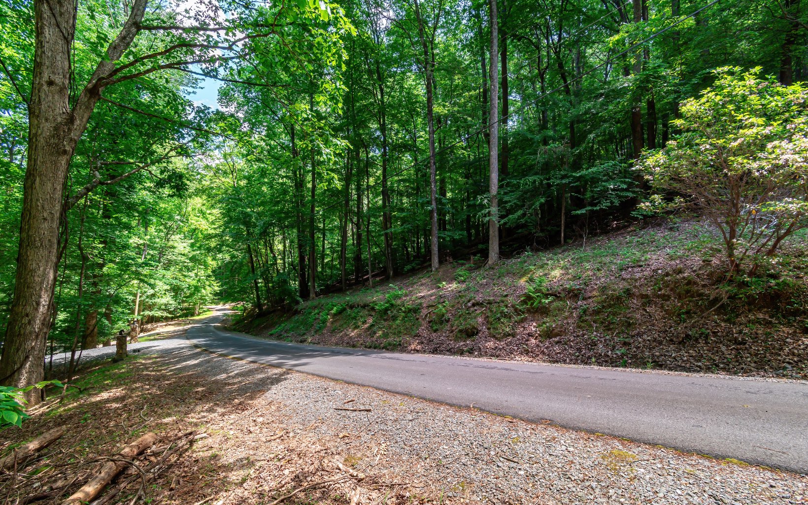 49 Sleepy Hollow Road Ellijay, GA 30536 - Photo 8 of 42 a view of a yard with plants and large trees