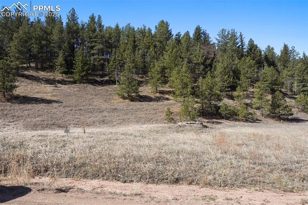 711 Crystal Peak Road Florissant, CO 80816 - Photo 9 of 12 a view of a yard with a tree