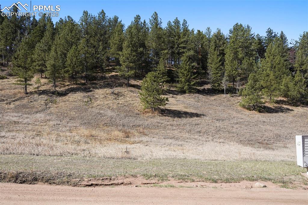 711 Crystal Peak Road Florissant, CO 80816 - Photo 10 of 12 a view of a yard with a tree