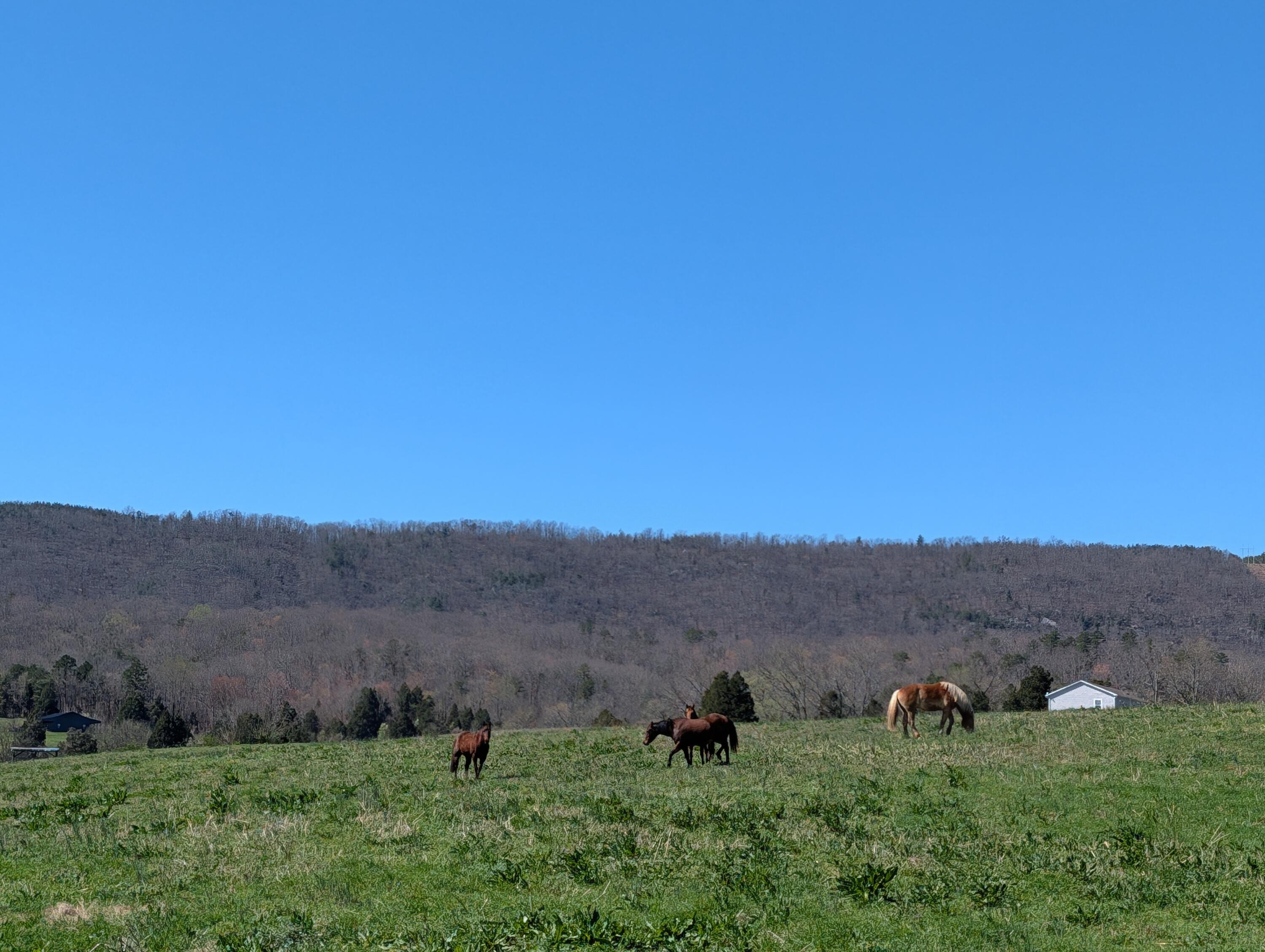 4637 Ideal Valley Road Spring City, TN 37381 - Photo 7 of 67 PXL_20260312_184836306