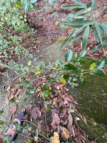 a close up of a tree