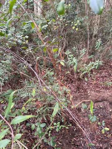 a backyard of a house with lots of plants and trees