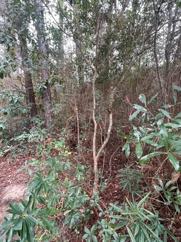 a view of a house with a tree