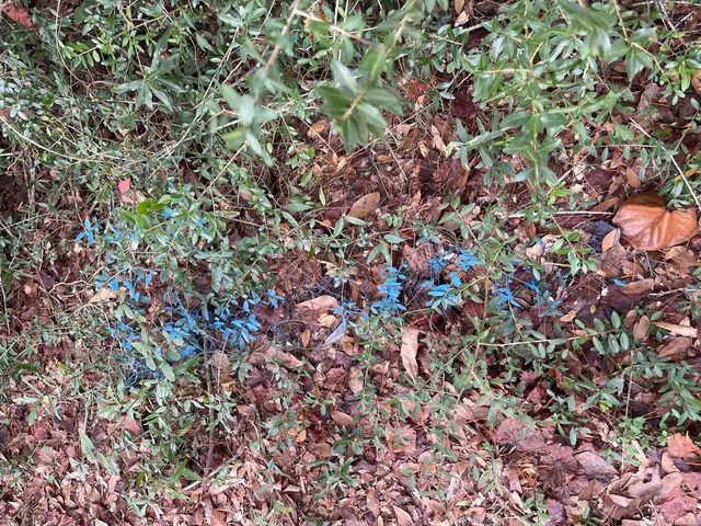 a view of a forest with lots of trees