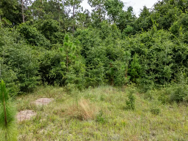 a view of a lush green forest