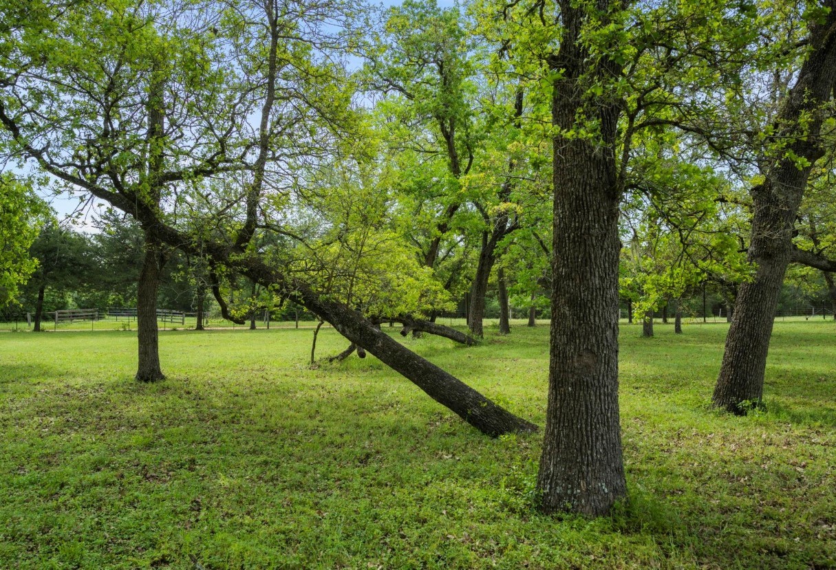 0 Lesikar Road New Ulm, TX 78950 - Photo 6 of 11 a view of an trees with a yard