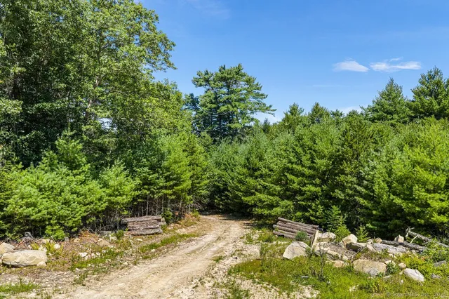 a view of a yard with plants and large trees