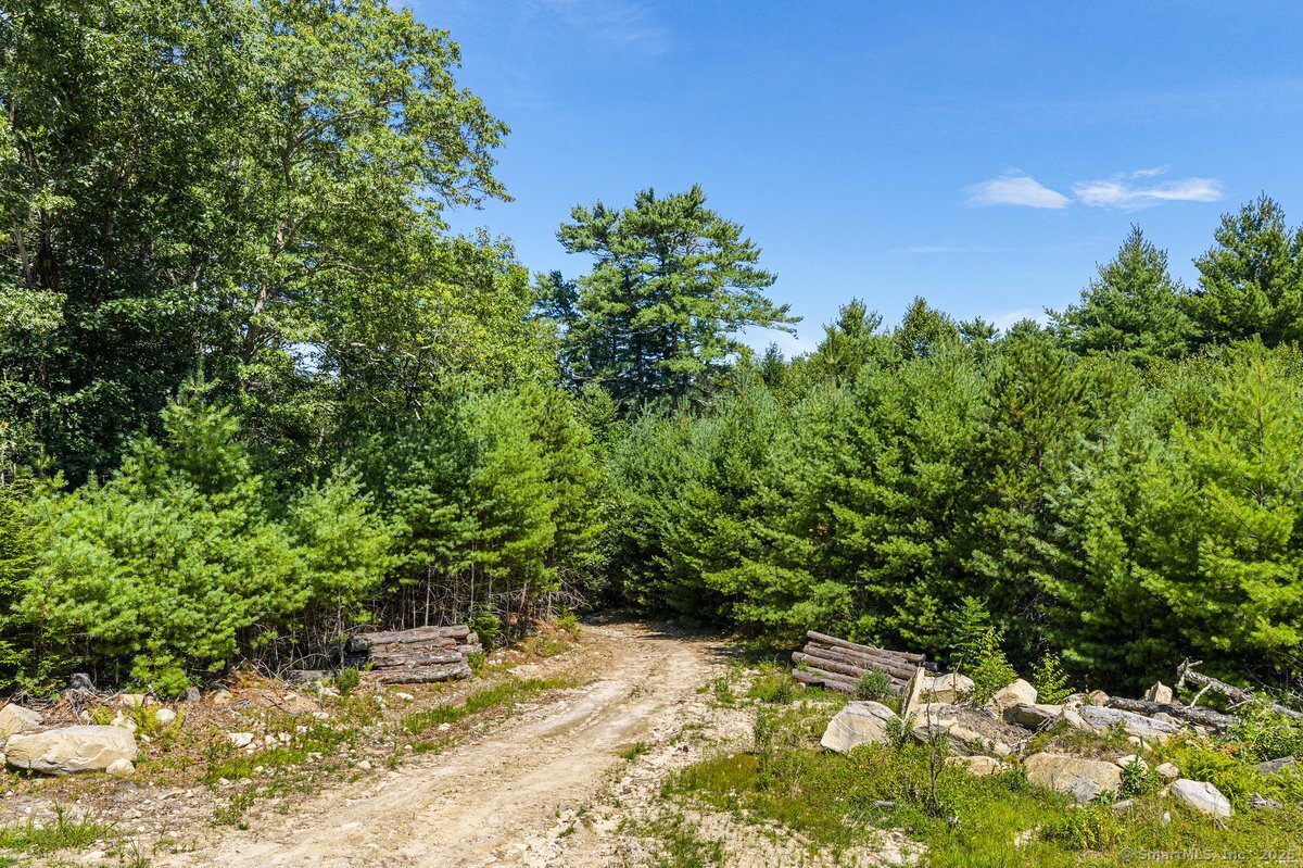 35 River Road Sterling, CT 06377 - Photo 3 of 8 a view of a yard with plants and large trees