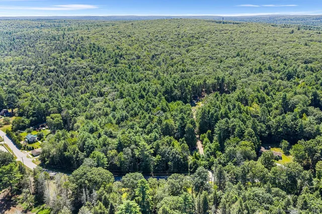a view of a forest with a street