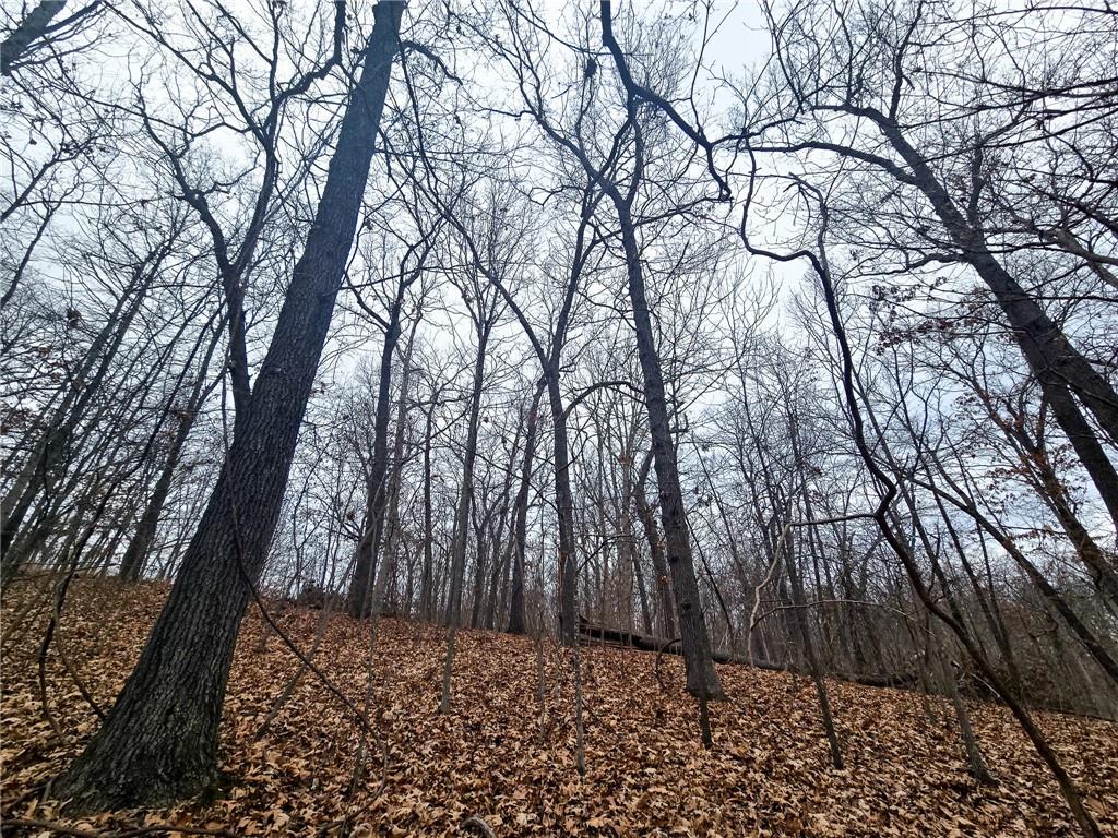80-acres Proctor Road Gravois Mills, MO 65037 - Photo 15 of 76