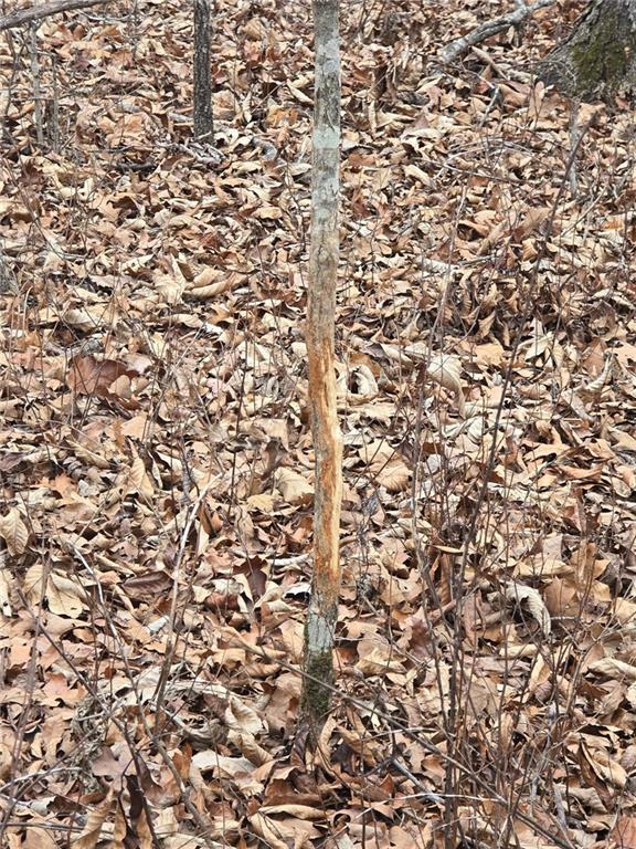 80-acres Proctor Road Gravois Mills, MO 65037 - Photo 32 of 76