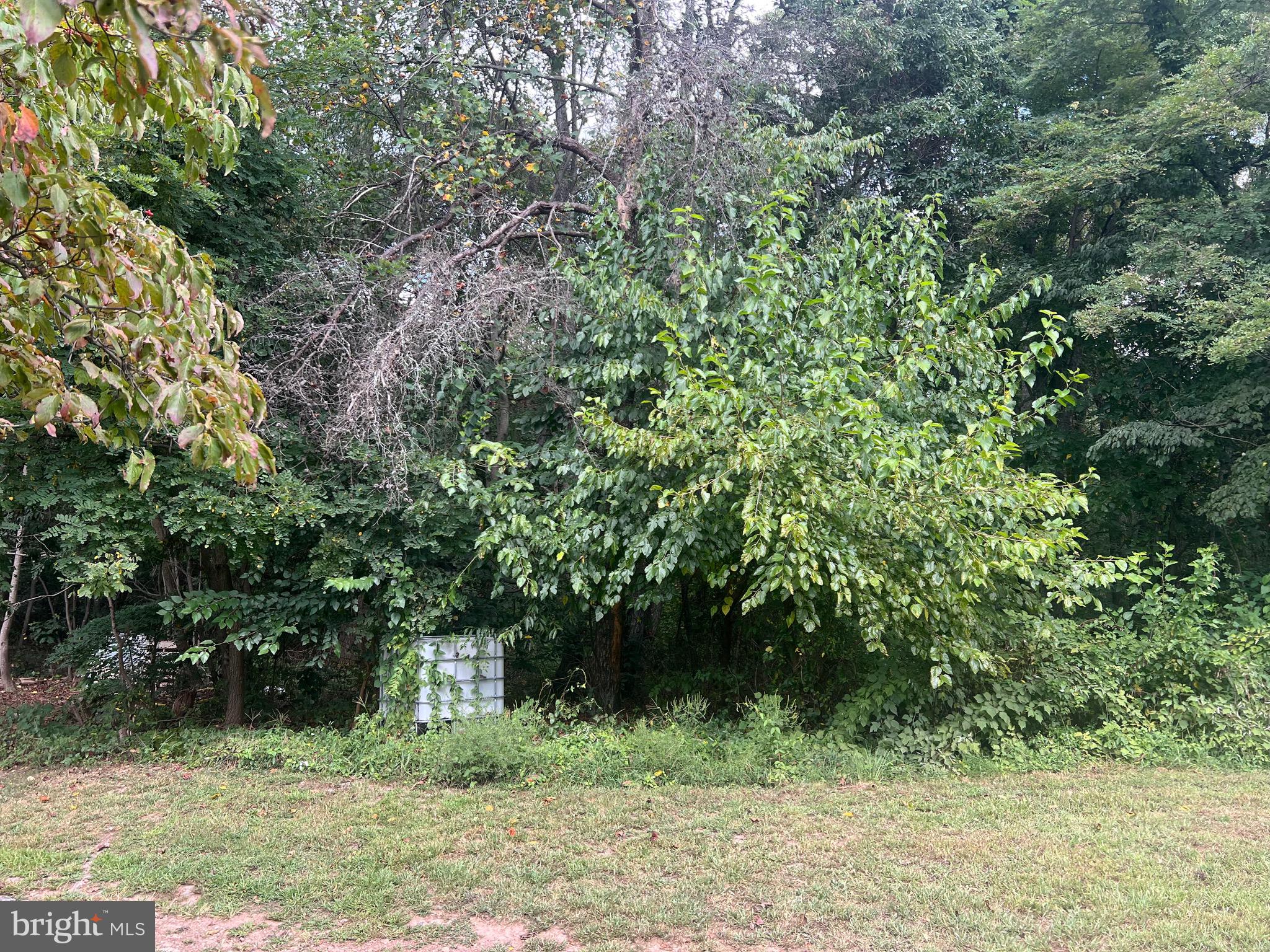 22322 Cacapon Road Paw Paw, WV 25434 - Photo 8 of 11 a view of a tree in a yard