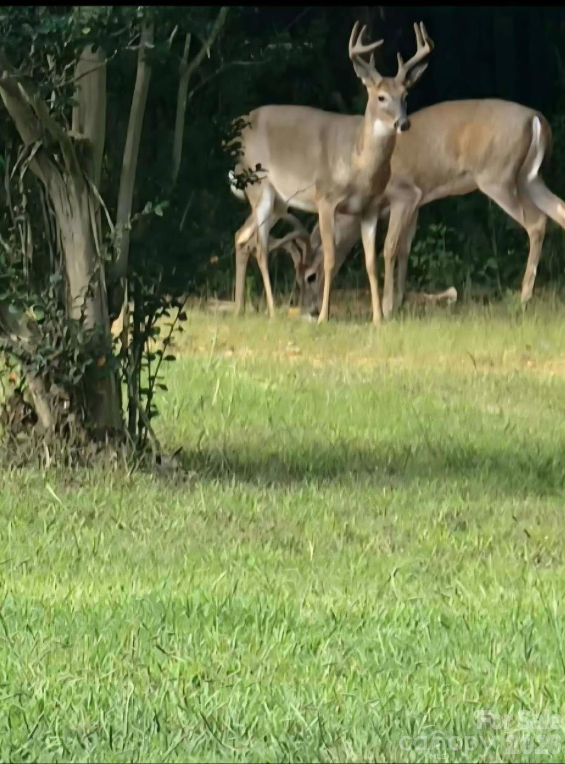 308 Frog Hollow Road Rutherfordton, NC 28139 - Photo 25 of 26 a backyard of a house with table and chairs