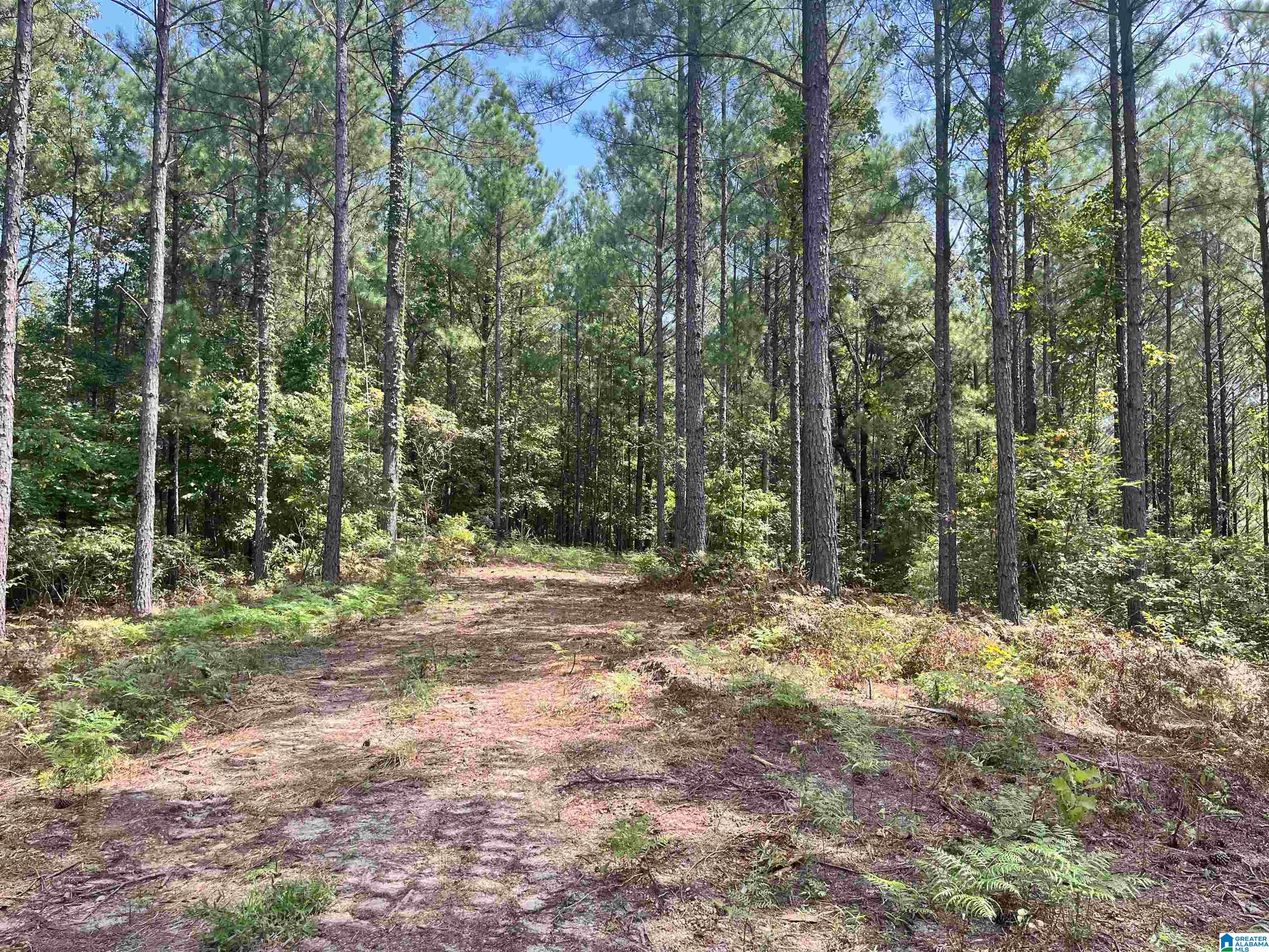 680 Sweet Apple Road, Unit TRACT 3 Pell City, AL 35128 - Photo 4 of 6
