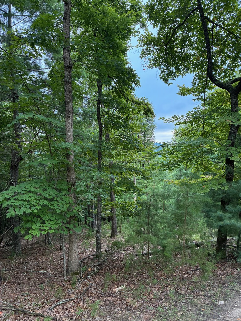 50 Pickelsimer Road Morganton, GA 30560 - Photo 8 of 14 a view of a forest that has large trees