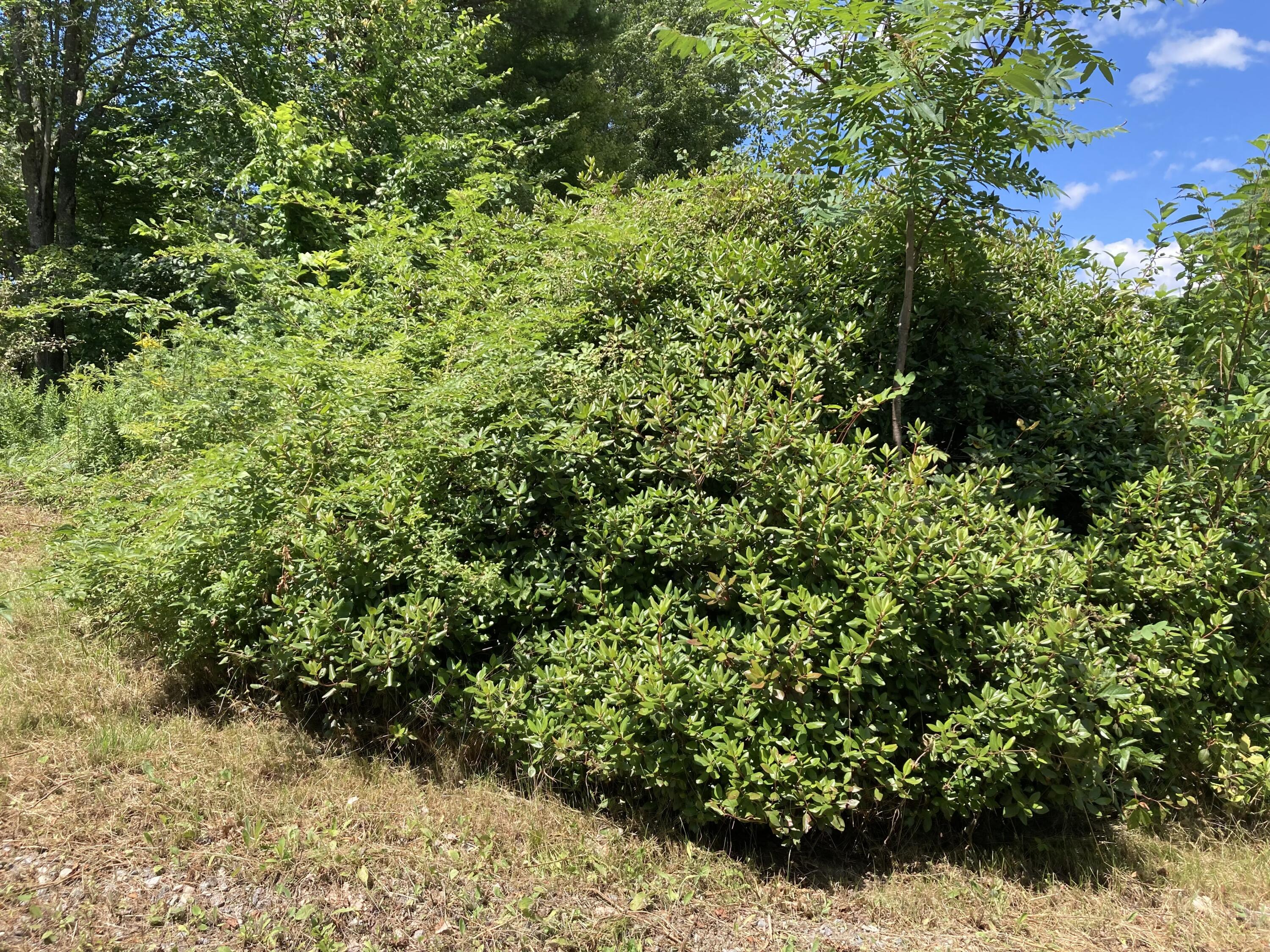 817 Auburn Road Peru, ME 04290 - Photo 12 of 12 IMG_E2198
