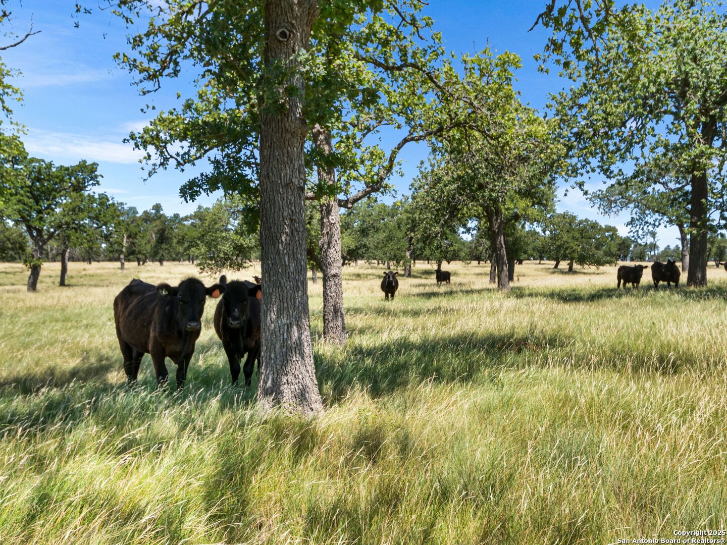 4369 Reeh-Weinheimer Road Fredericksburg, TX 78624 - Photo 11 of 80