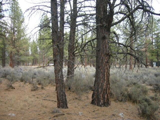 4.29 Acres Antelope Road Macdoel, CA 96058 - Photo 12 of 14 Gallery Image 12