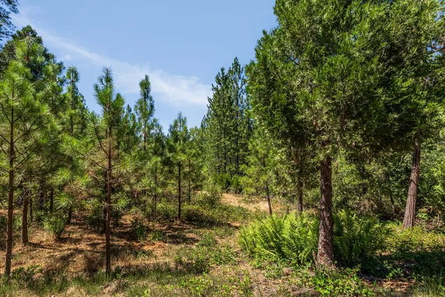 a view of a garden with plants and a tree