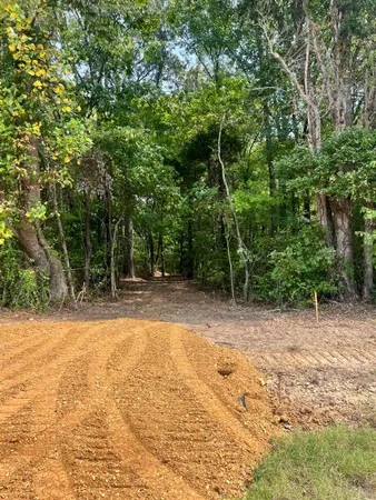 a view of a yard with trees