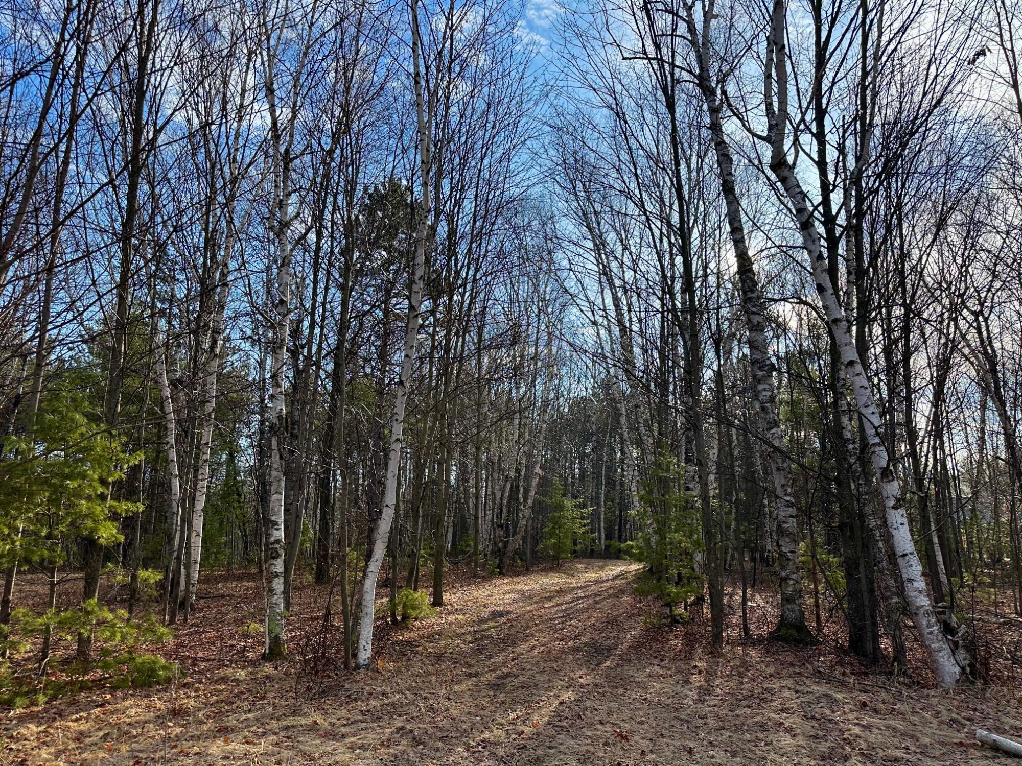 Lot 6 White Birch Road Woodruff, WI 54568 - Photo 6 of 14 Gallery Image 6