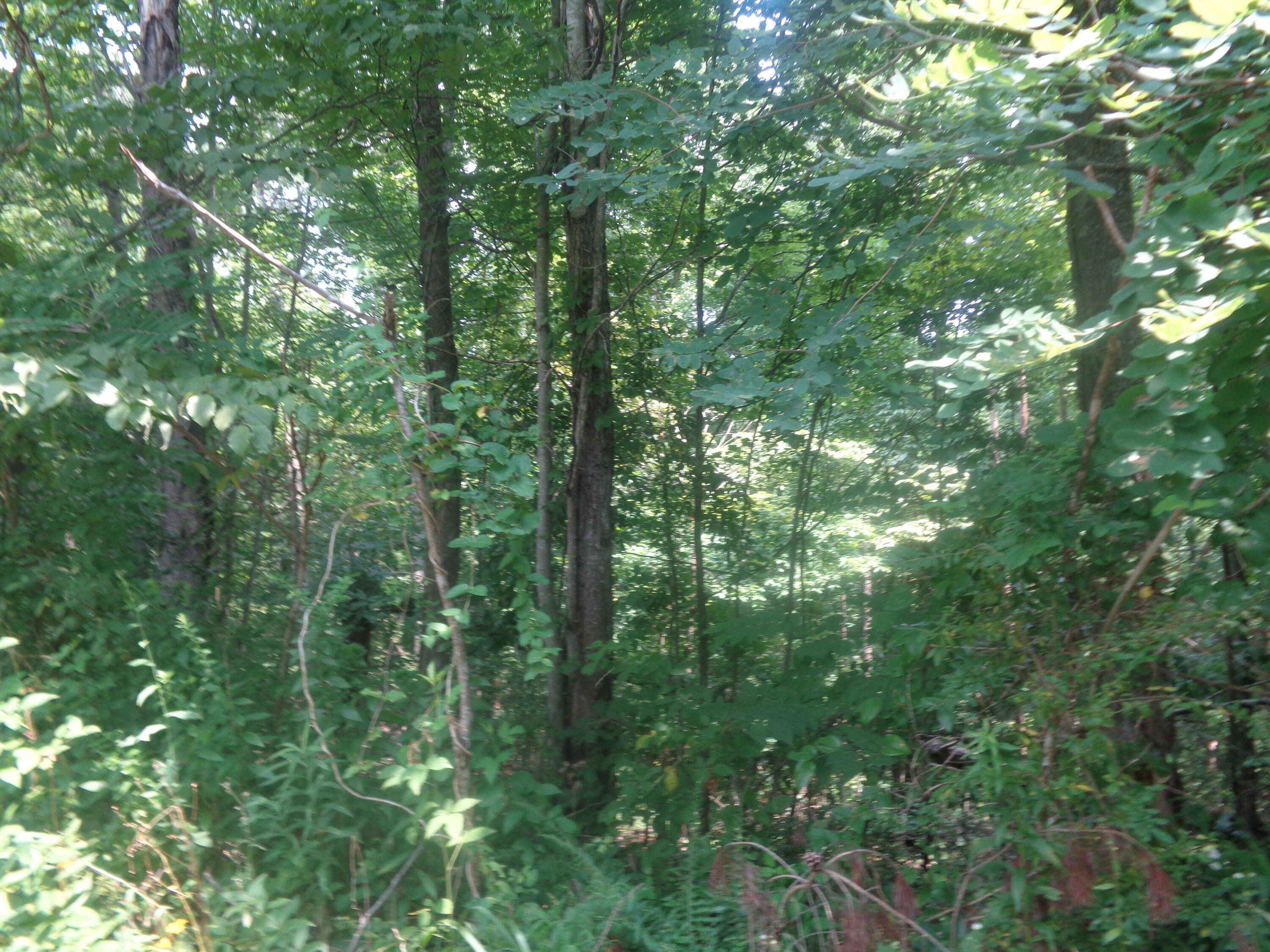 1468 County Farm Road London, KY 40741 - Photo 9 of 26 DSC05459