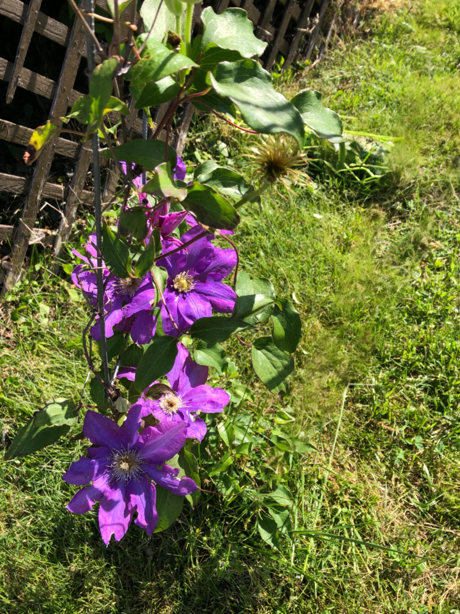 301 Bennett Street Decherd, TN 37324 - Photo 36 of 41 a view of a flower