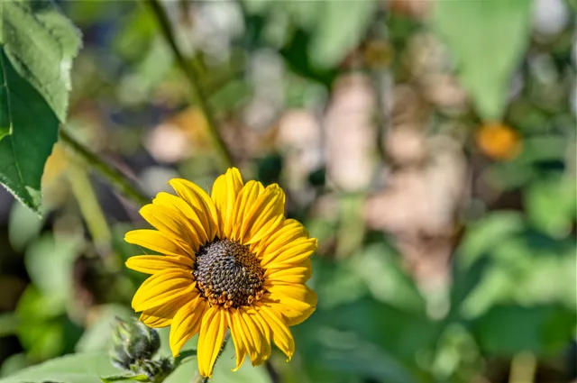 $545,000 | 416 Gosselin Hill Road, Calais, VT 05650