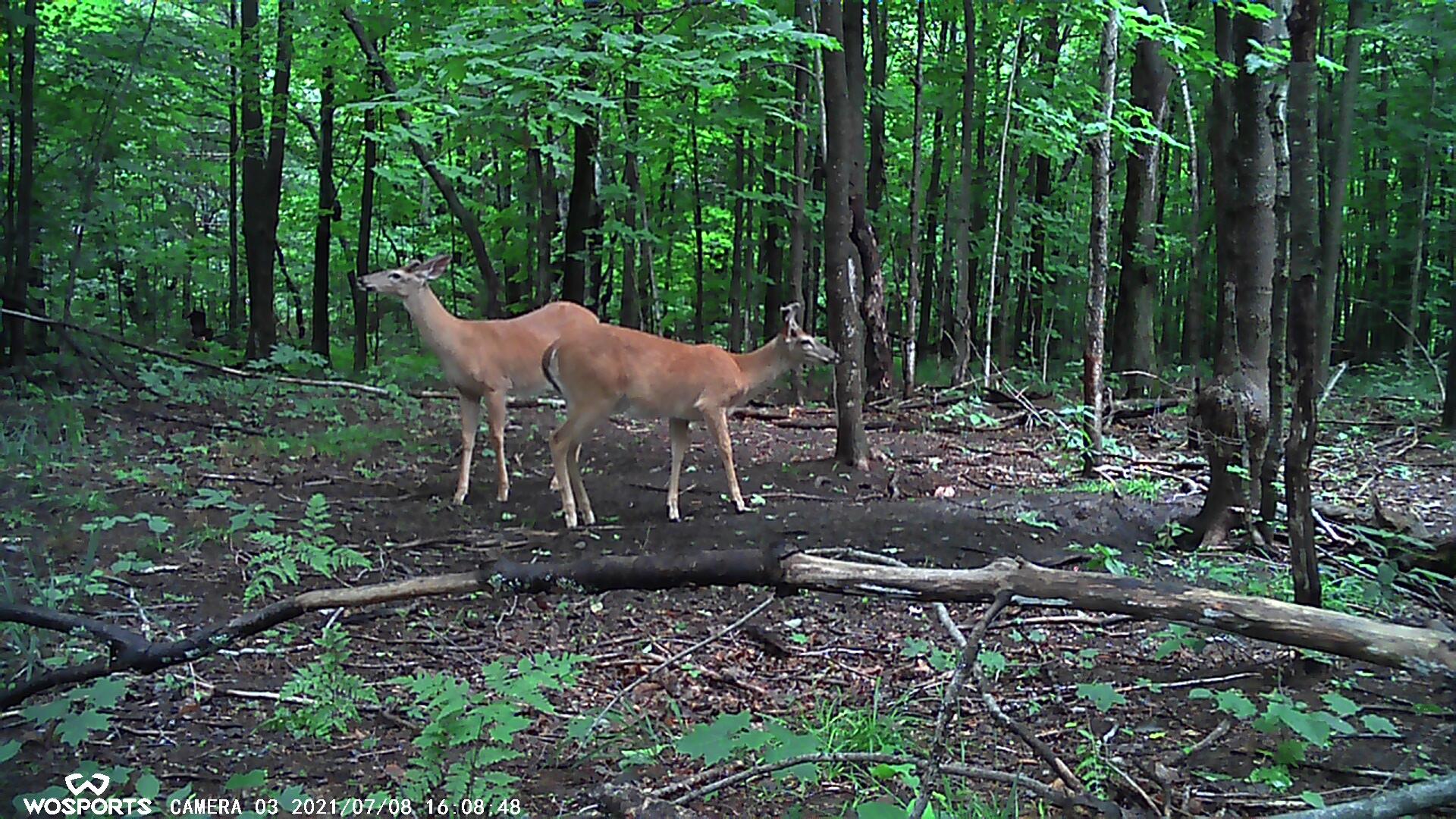 Vl Milbocker Road Gaylord, MI 49735 - Photo 29 of 47 Gallery Image 29