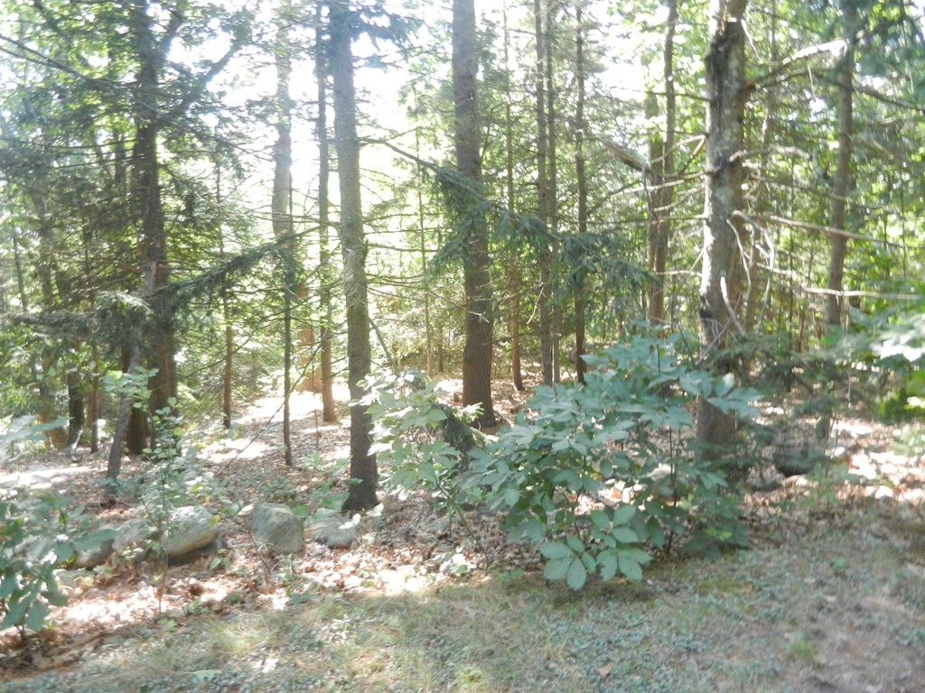 Lot 1 Concord Road Marlborough, MA 01752 - Photo 4 of 4 a backyard of a house with lots of trees