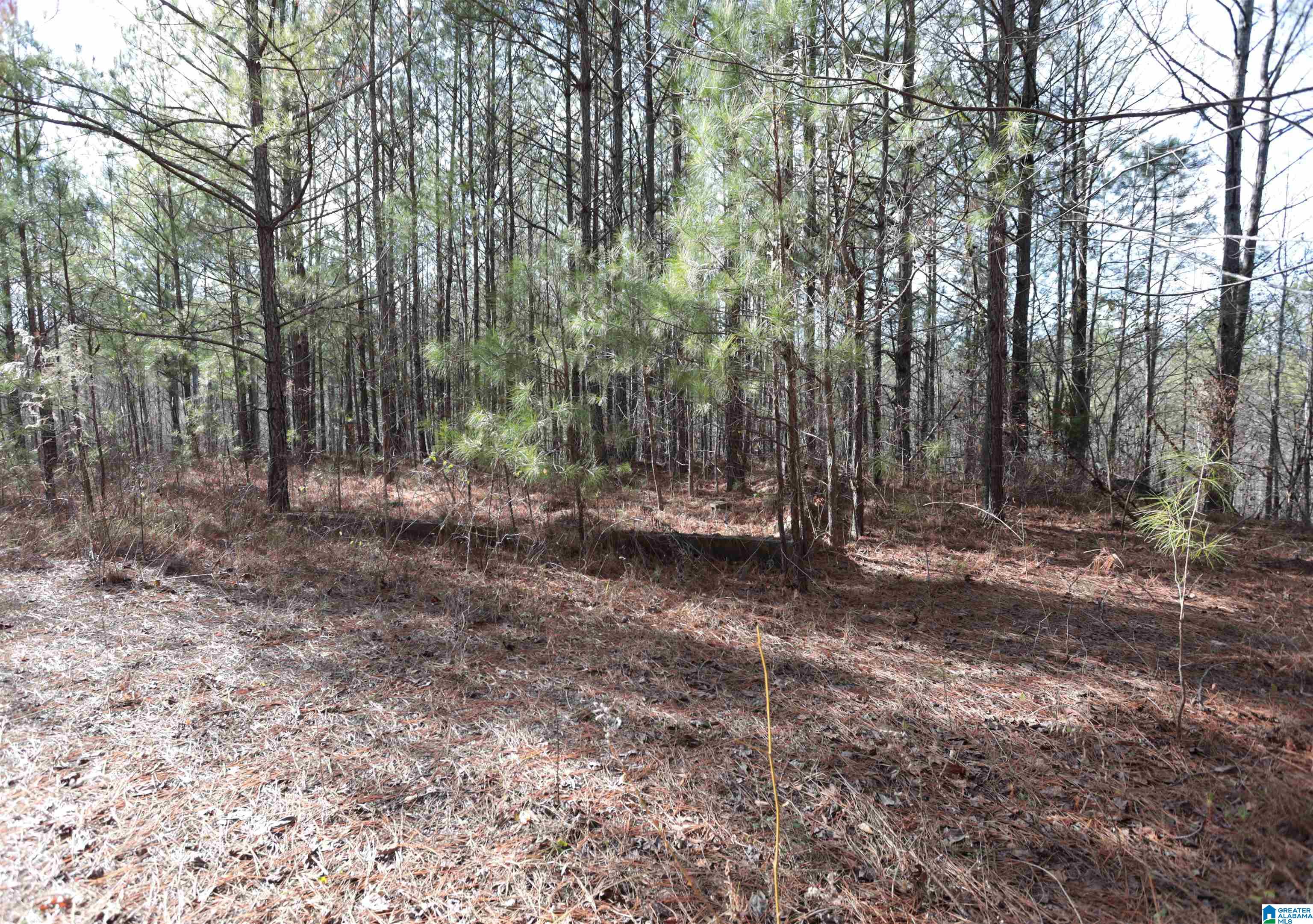 6839 Valley Road Ragland, AL 35131 - Photo 10 of 10 Gallery Image 10