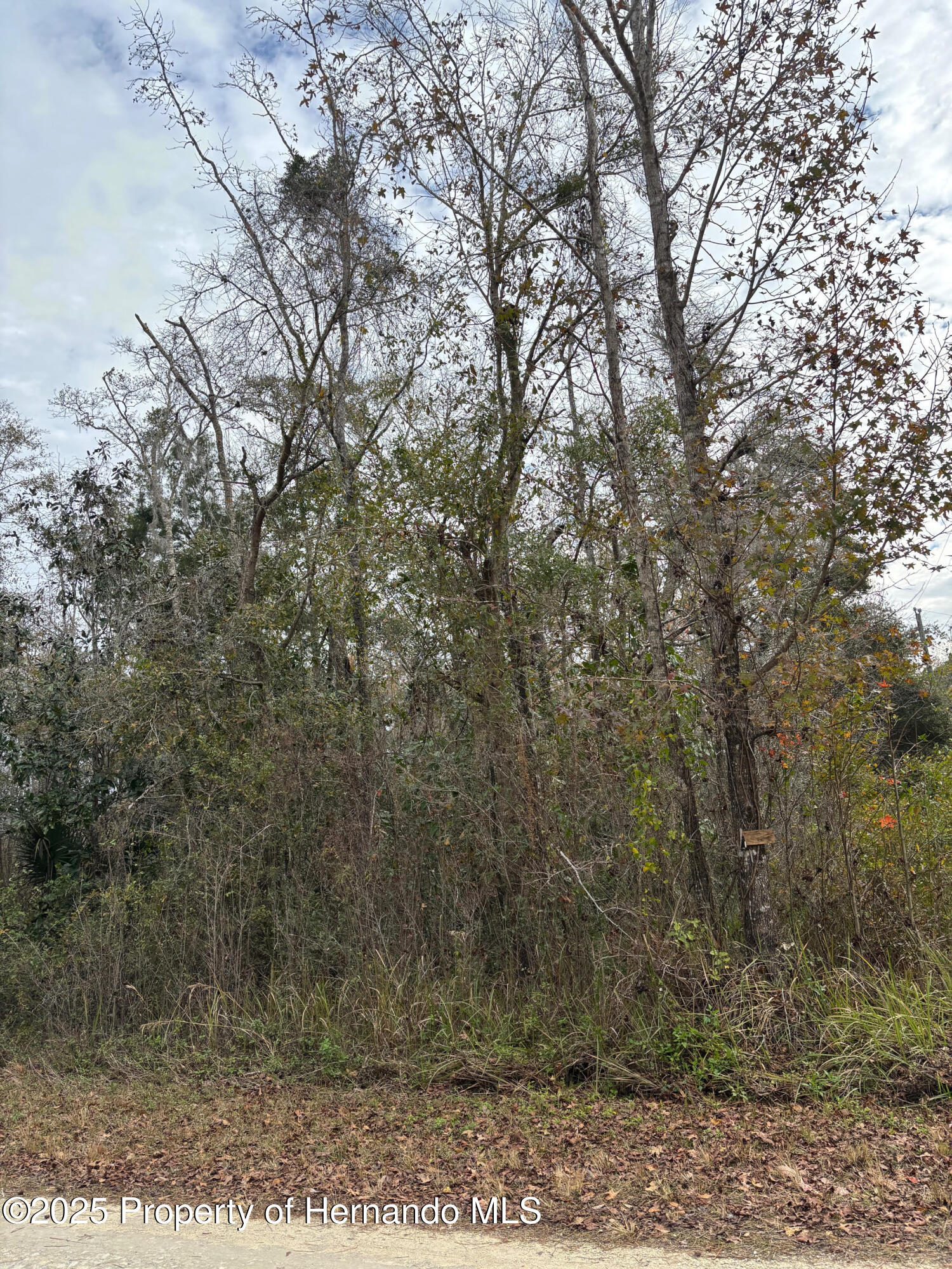 Lot 1 Carolina Dove Road Weeki Wachee, FL 34614 - Photo 4 of 6