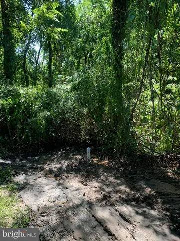 a view of a forest with trees in the background
