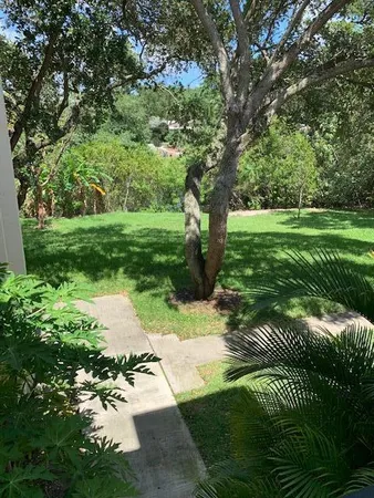 a view of a park with plants and trees