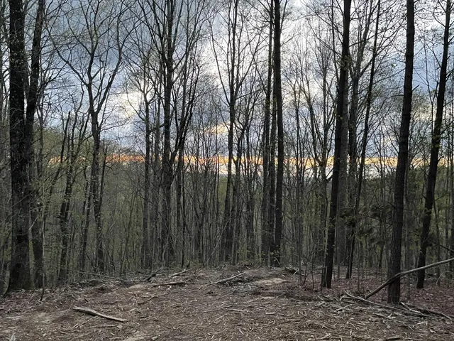 a view of backyard with green space