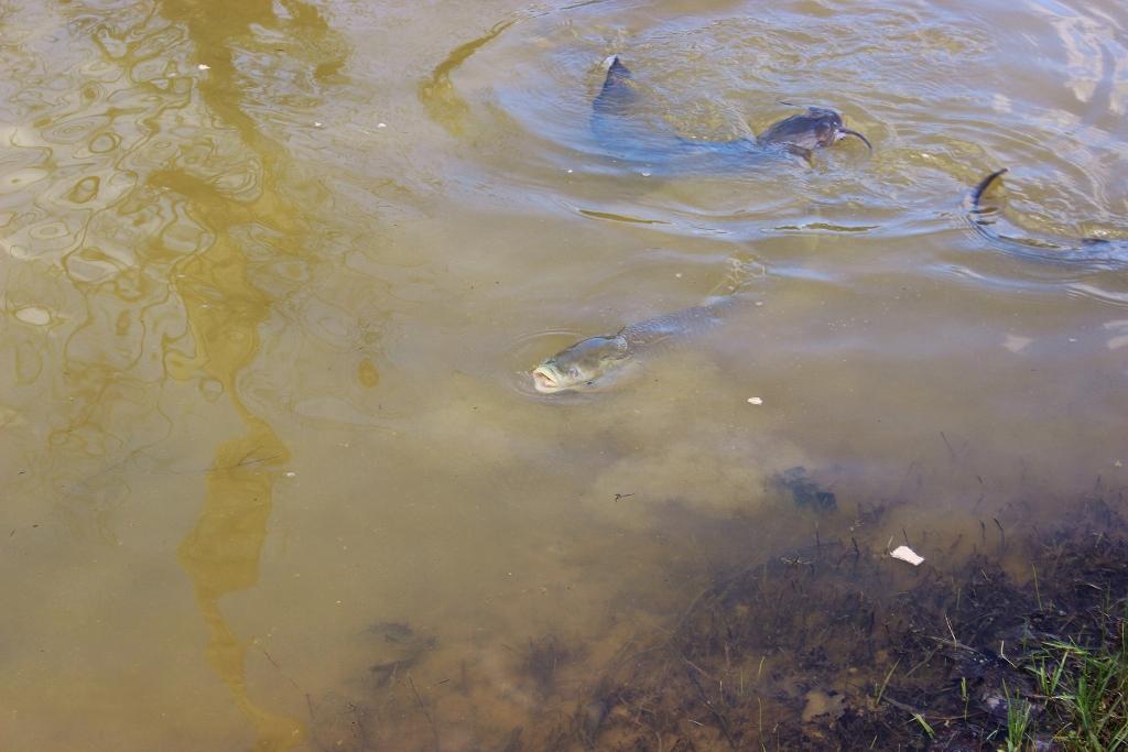 1800 Repass Road New Market, TN 37820 - Photo 32 of 39 catfish in pond (1024x683).jpg
