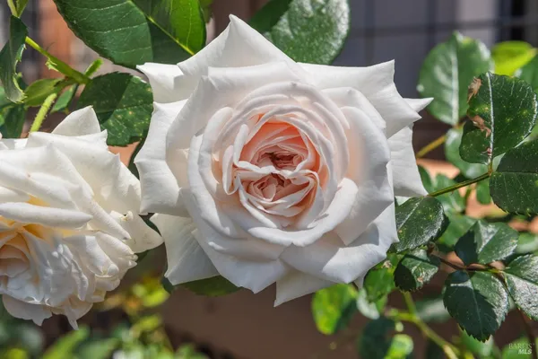 $650,000 | 18450 Lucas Avenue, Sonoma, CA 95476