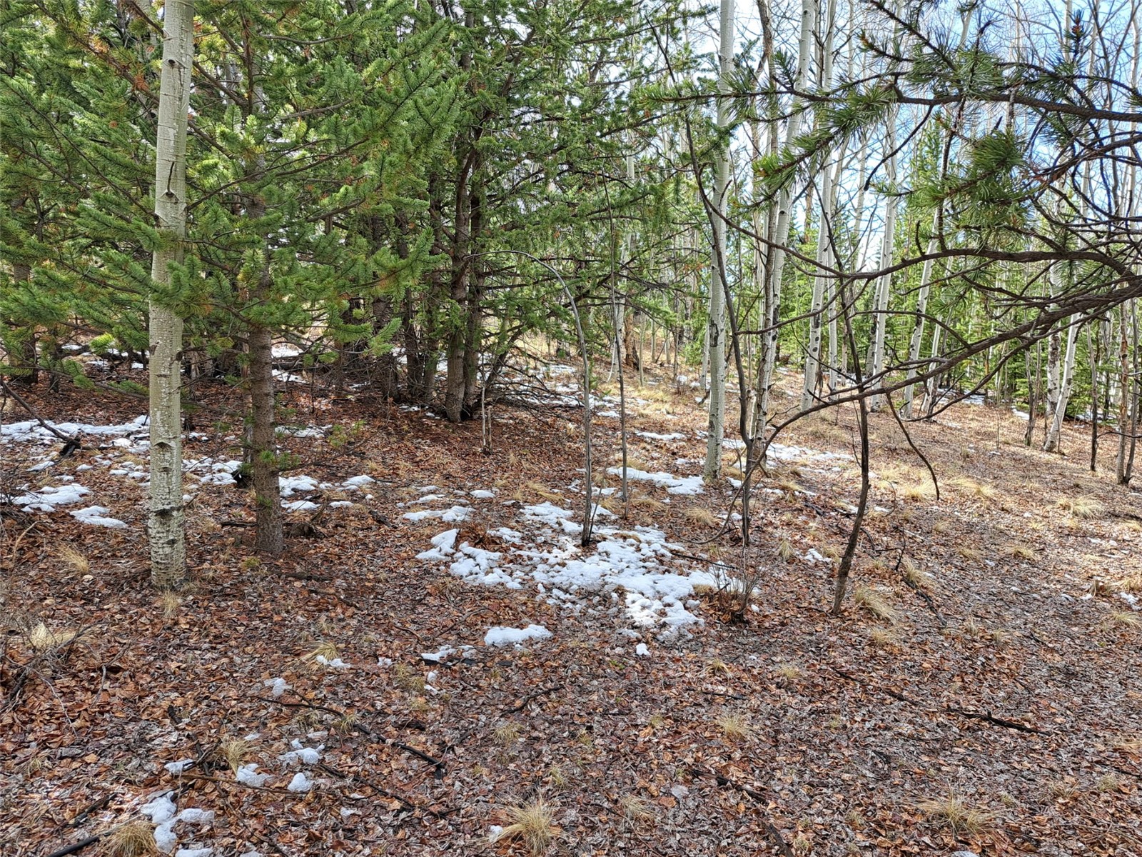 1411 Travois Road Como, CO 80456 - Photo 3 of 11 a backyard of a house with lots of trees