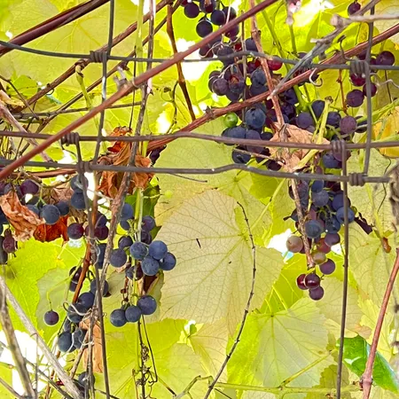 $299,700 | 3025 Lakeshore Drive, Harrisville, MI 48740