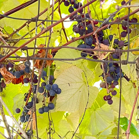 $299,700 | 3025 Lakeshore Drive, Harrisville, MI 48740